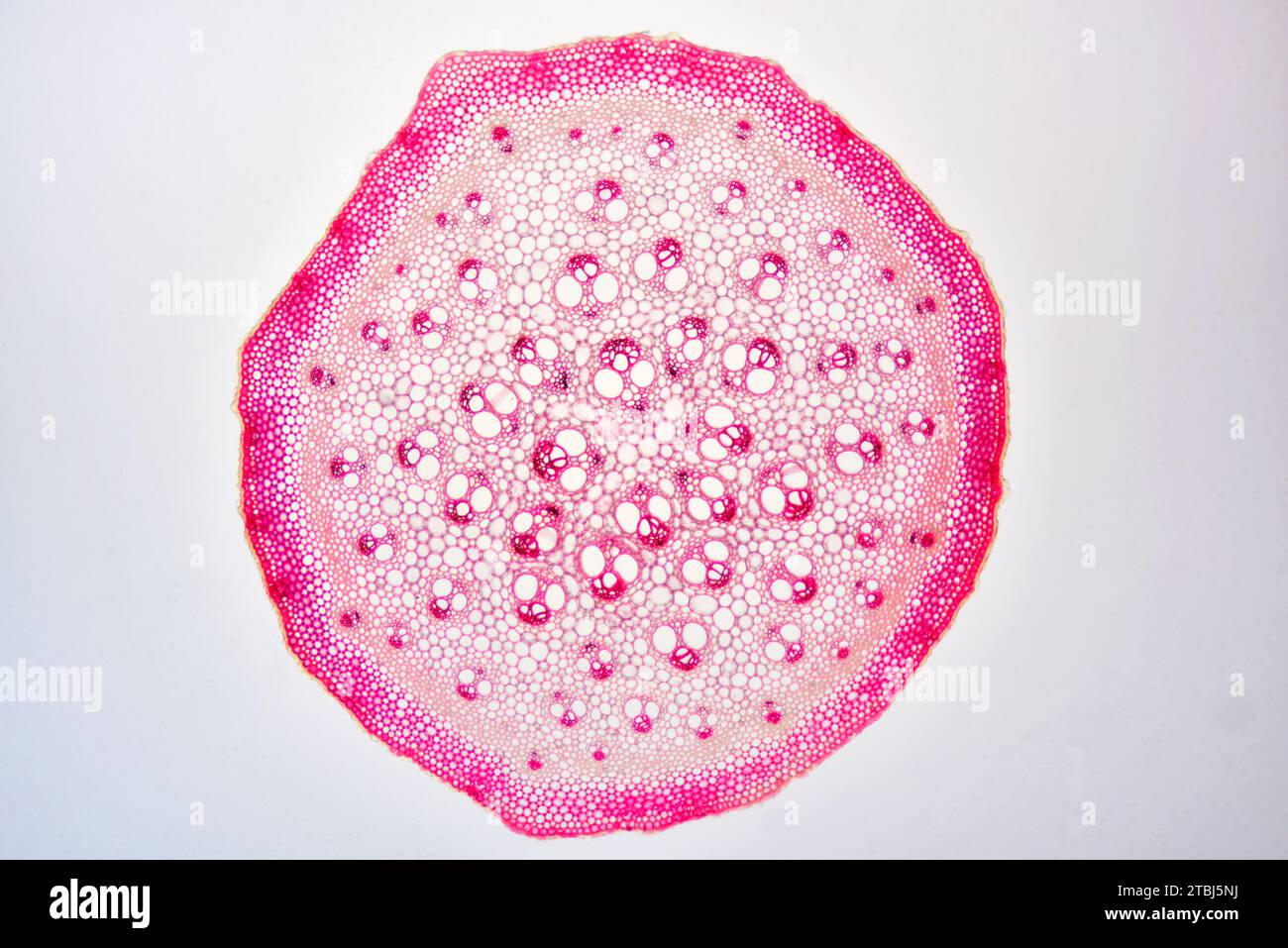 Monocot stem (Smilax aspera) showing epidermis, collenchyma, cortex, parenchyma, vascular bundles, phloem and xylem. Optical microscope X40. Stock Photo