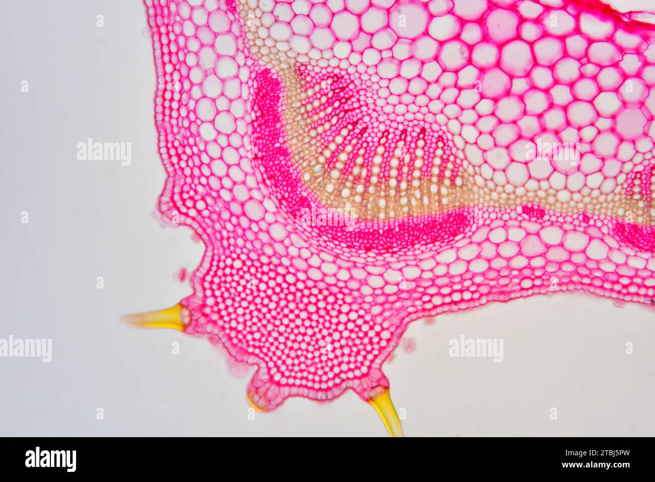 Eudicot stem of Lamiaceae plant showing epidermis, hairs, collenchyma, cortex, parenchyma, vascular bundles, phloem and xylem. Optical microscope X100 Stock Photo
