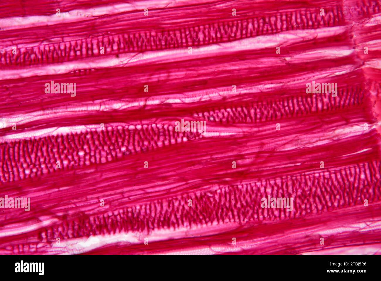 Trachyd Tracheid hi-res stock photography and images - Alamy
