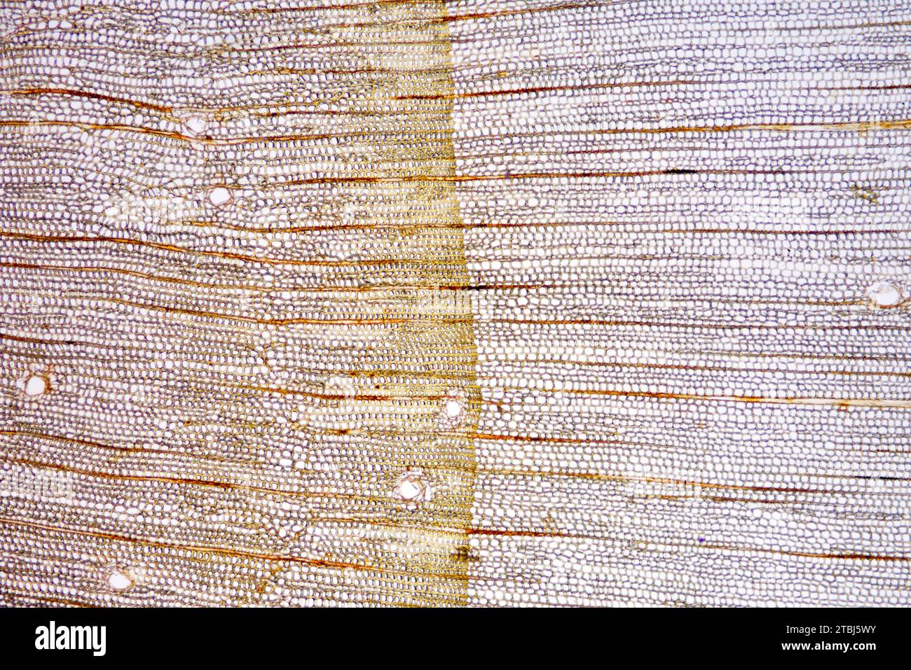 Transversal section of pine trunk. Optical microscope X40. Stock Photo