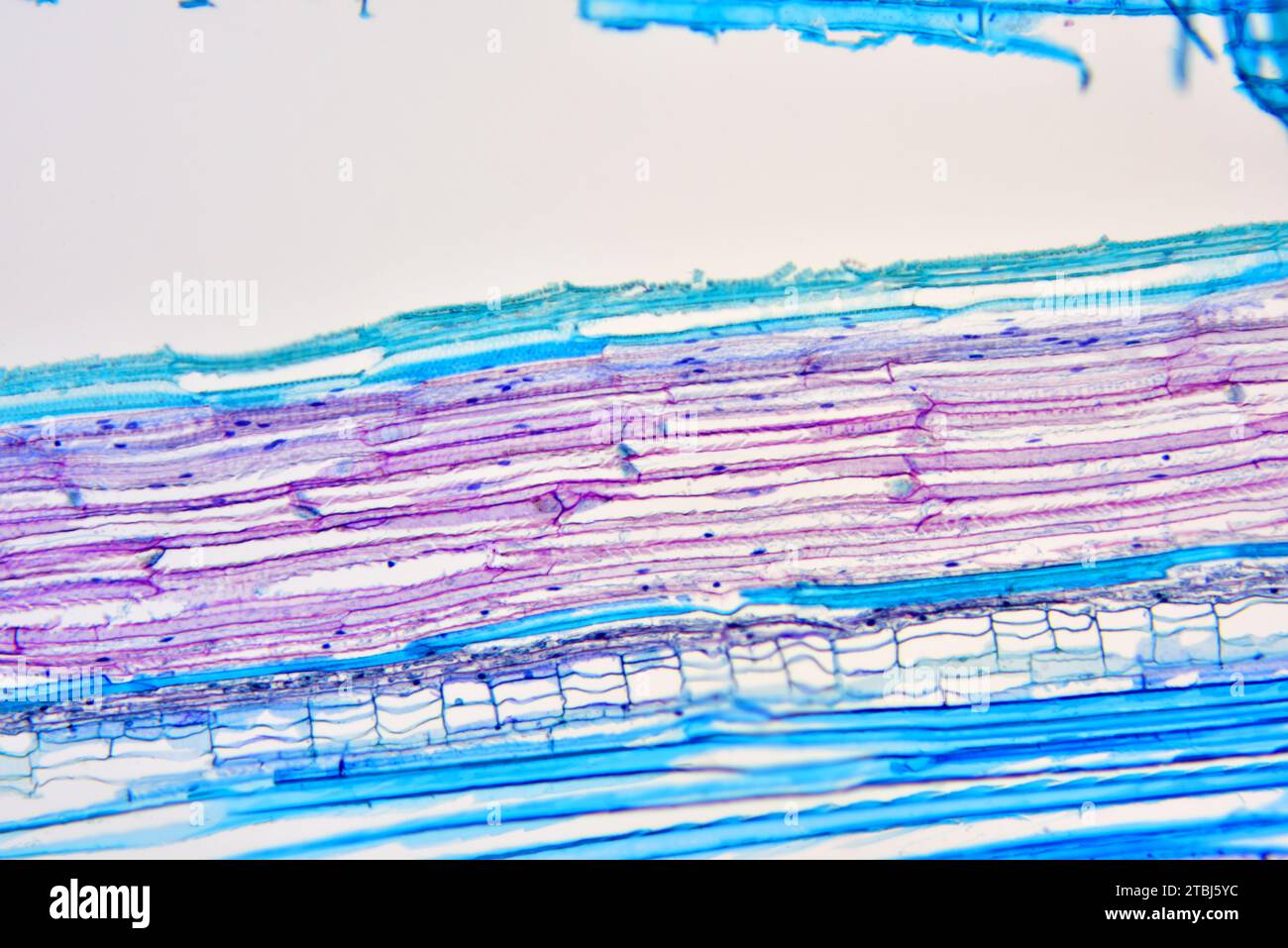 Sieve tube elements of Bryonia sp. Optical microscope X100 Stock Photo