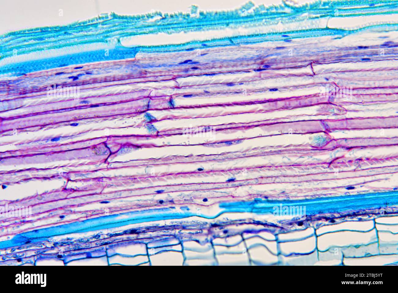 Sieve tube elements of Bryonia sp. Optical microscope X200 Stock Photo