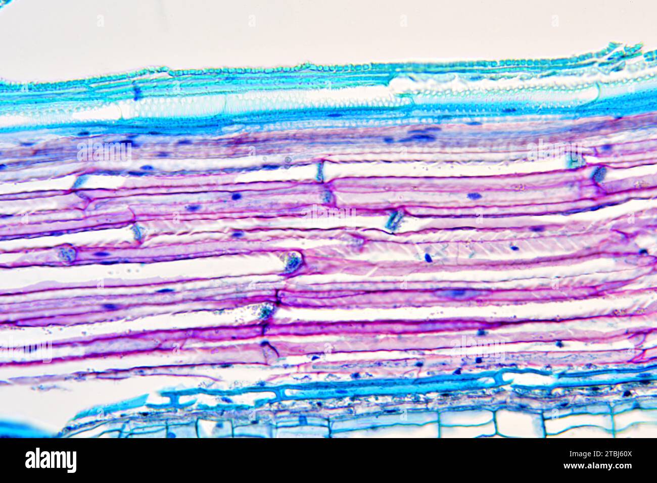 Sieve tube elements of Bryonia sp. Optical microscope X200 Stock Photo