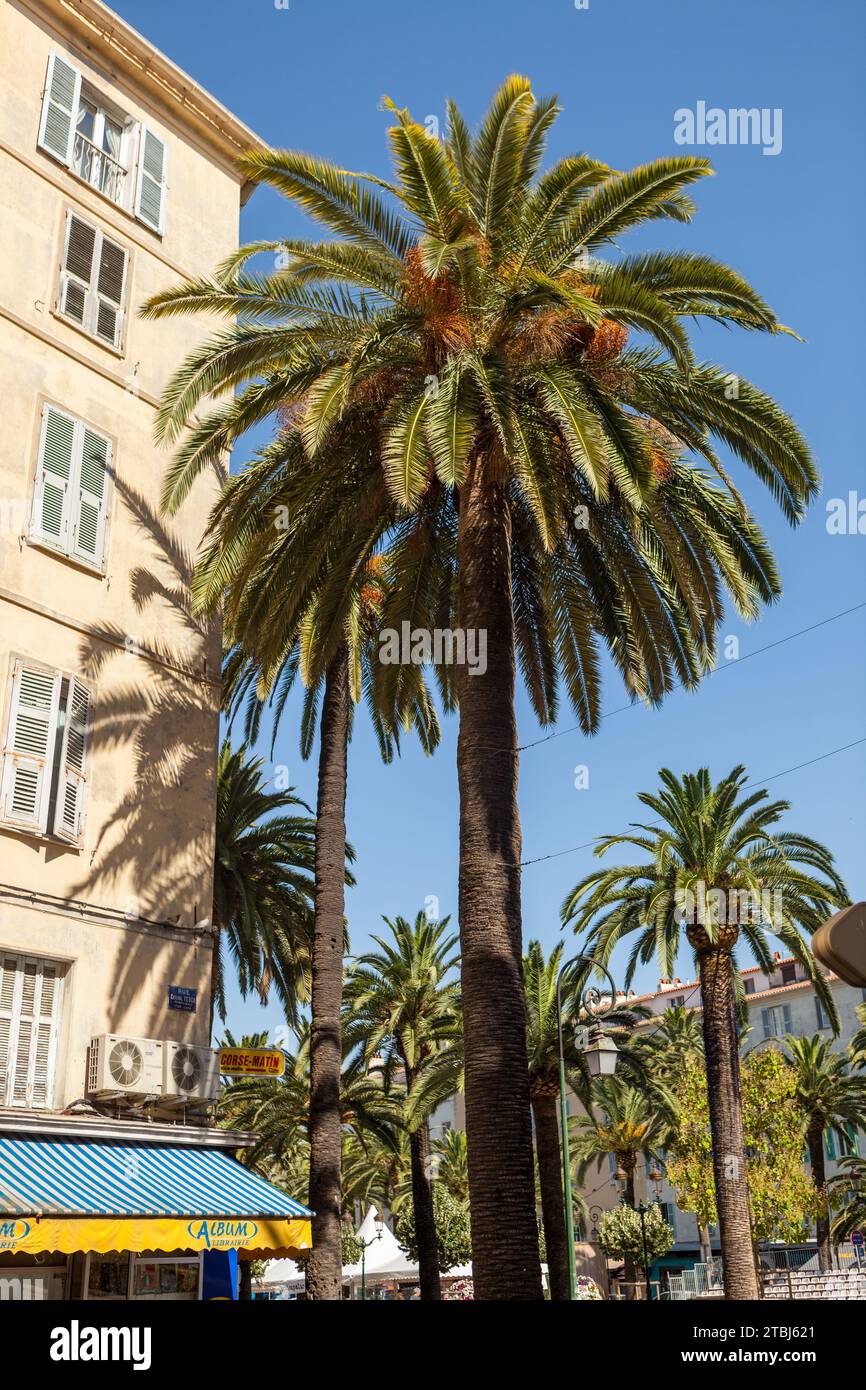 Palm trees, Ajaccio, Corsica-du-sud, Corsica, France. Stock Photo