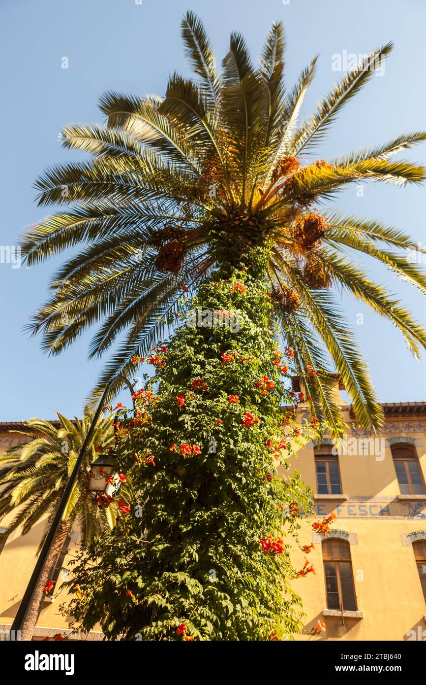 Palm tree, Ajaccio, France Stock Photo