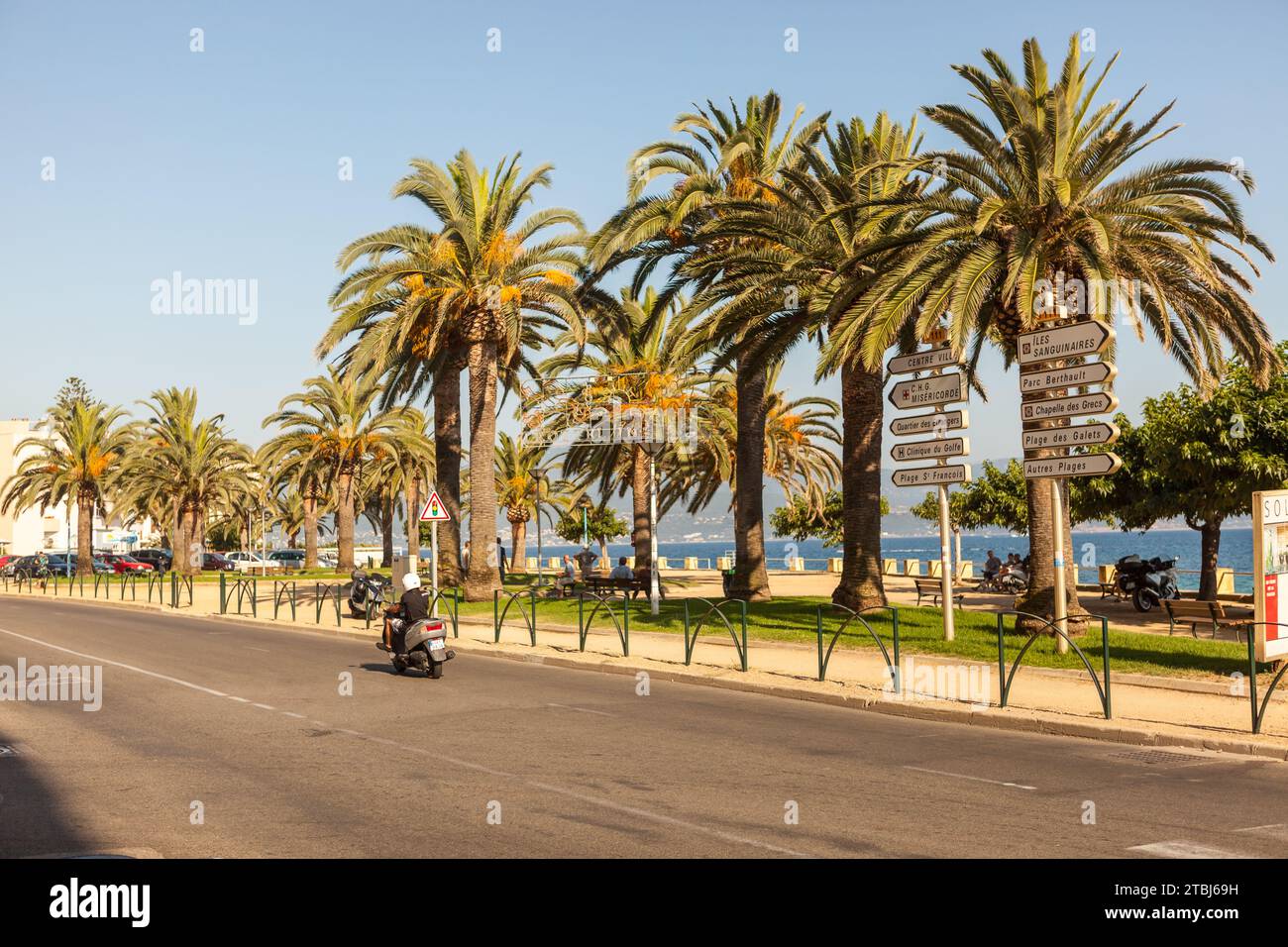 Motorcyclist on the road lined with palm trees by the Mediterranean. Ajaccio, Corsica, France. Stock Photo