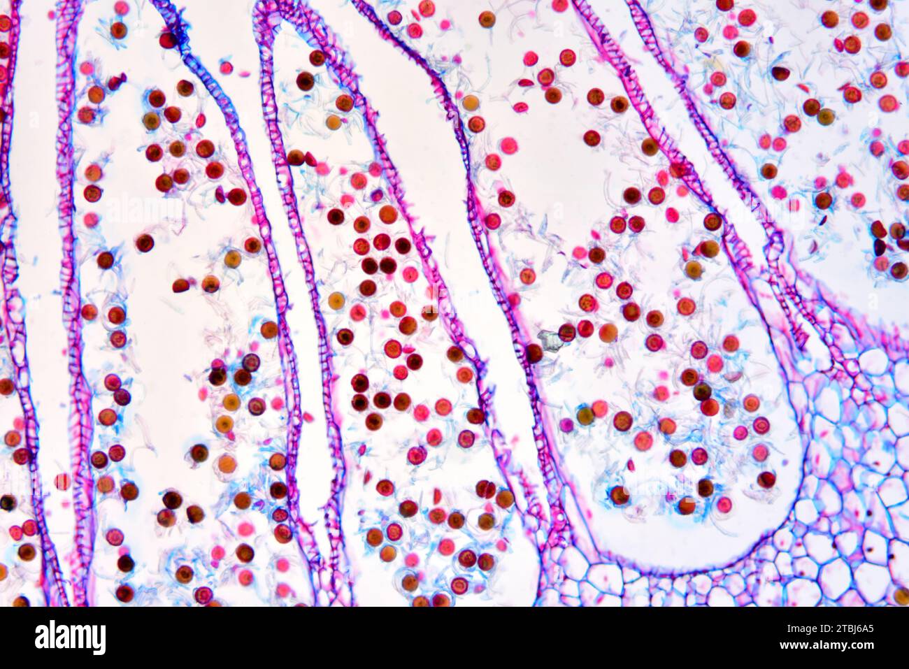 Strobilus of Equisetum sp. with spores. Optical microscope X100. Stock Photo
