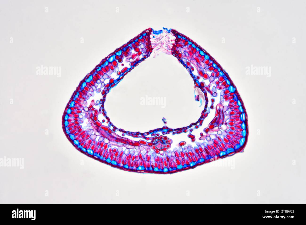 Rolled leaf of Calluna vulgaris showing sunken stomata. Optical microscope X100. Stock Photo