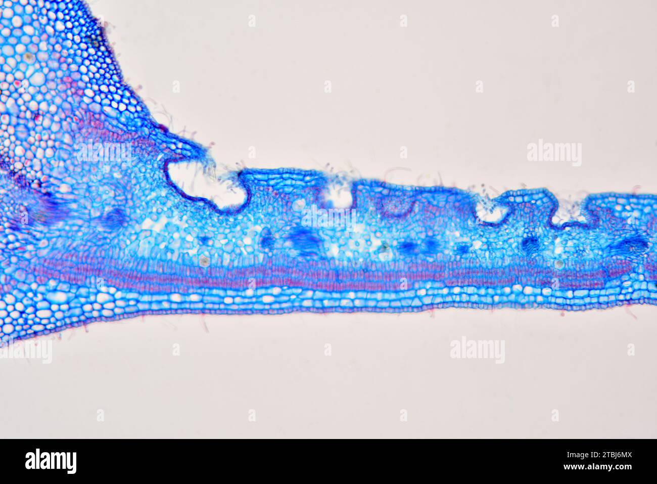 Leaf cross section of Nerium oleander showing epidermis, palisade mesophyll, spongy mesophyll and stomatal crypt. Optical microscope X100. Stock Photo
