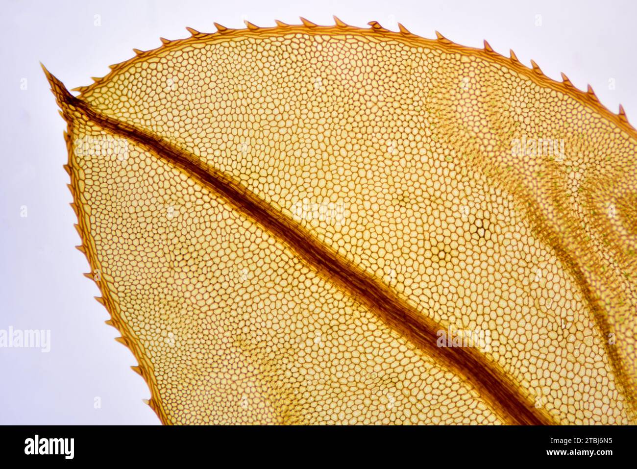 Selaginella leaf showing apex, cells, margin, teeth and vein. Optical microscope X40. Stock Photo