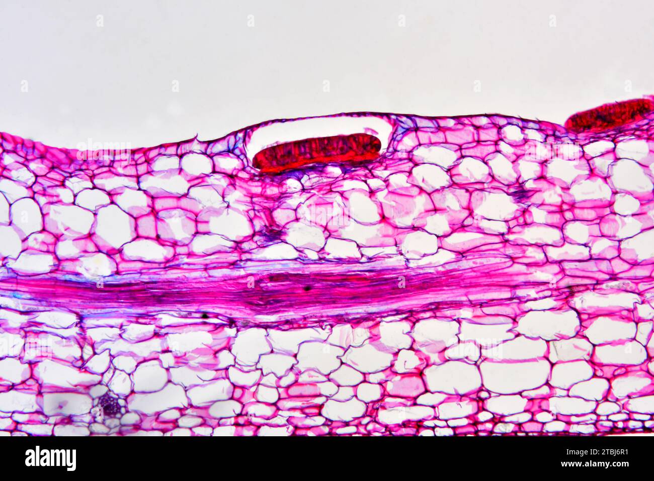 Nepenthes gland of pitcher plant (Nepenthes sp.). Nepenthes are carnivorous plants. Optical microscope X100. Stock Photo