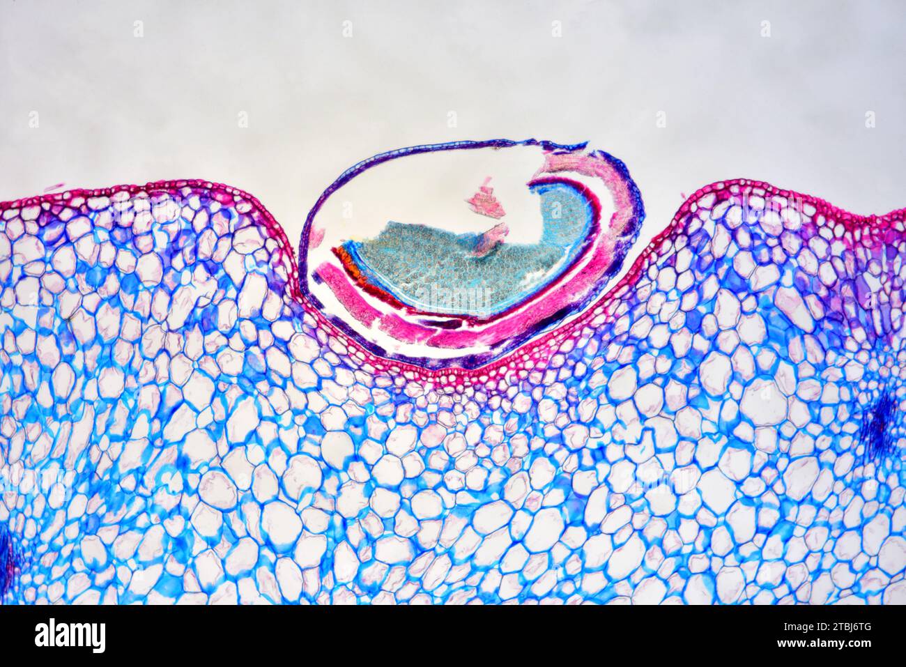 Wild strawberry (Fragaria vesca) infructescence with fruits. Optical microscope X40. Stock Photo