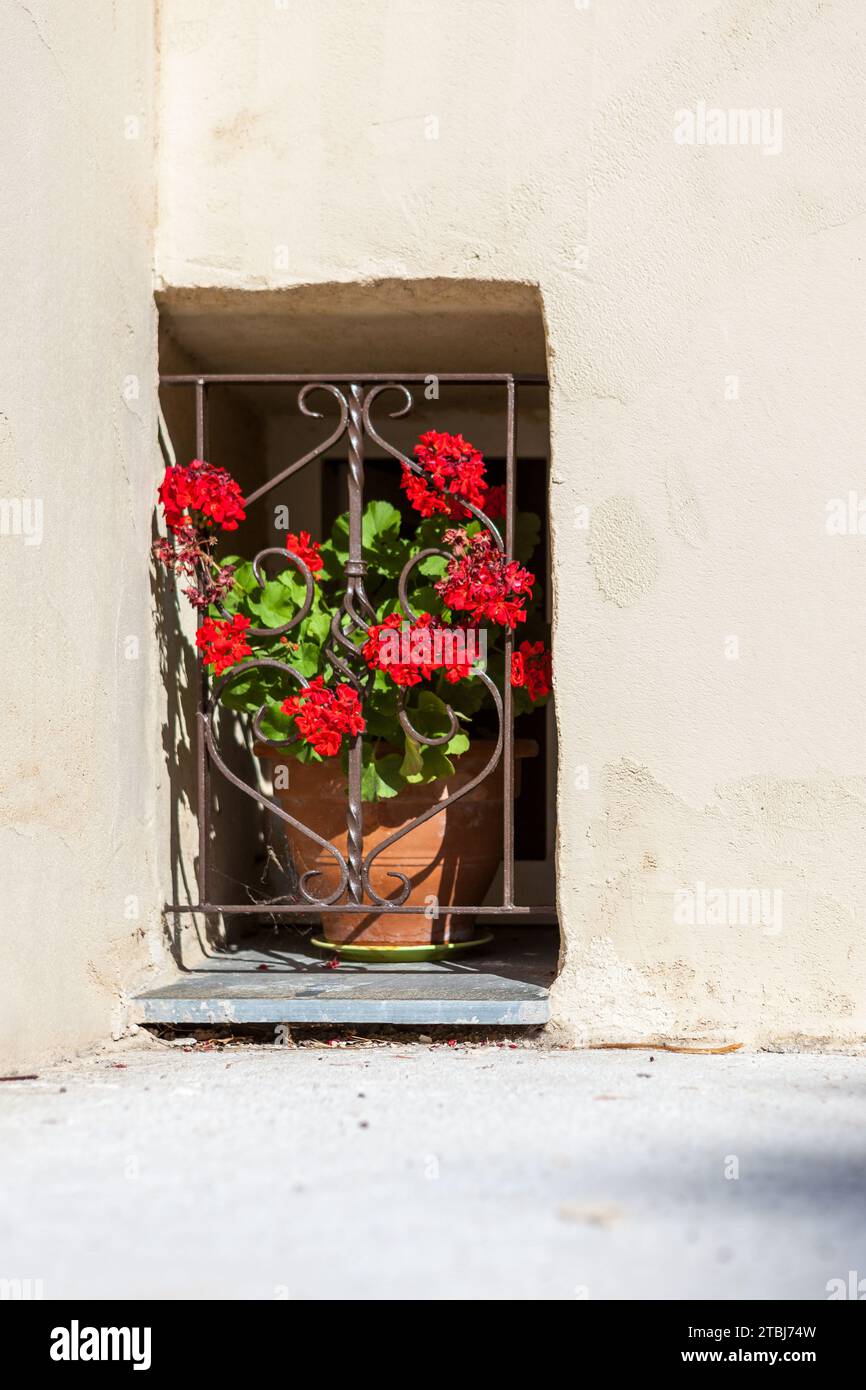Flower pot behind a fence in St-Florent, Corsica, France Stock Photo