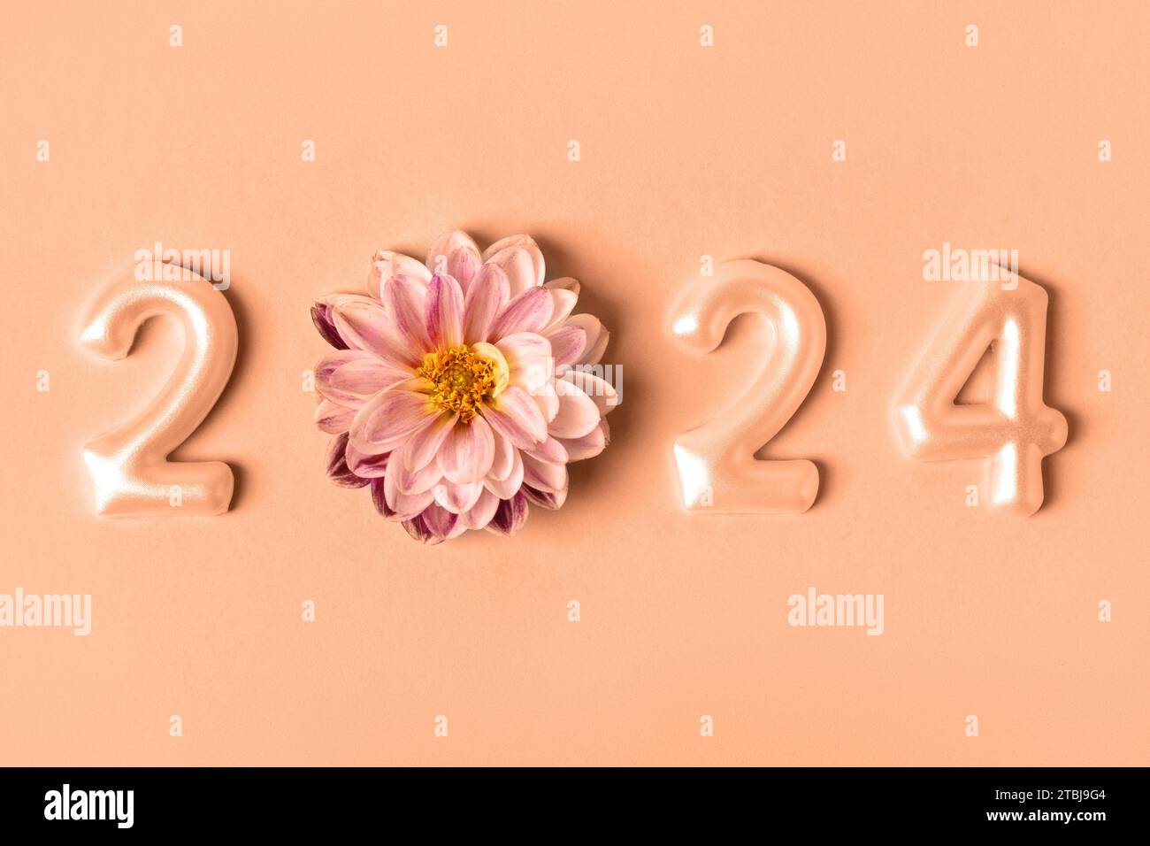 Numbers and dahlia flowers. 2024 new year idea concept. Trendy color of
