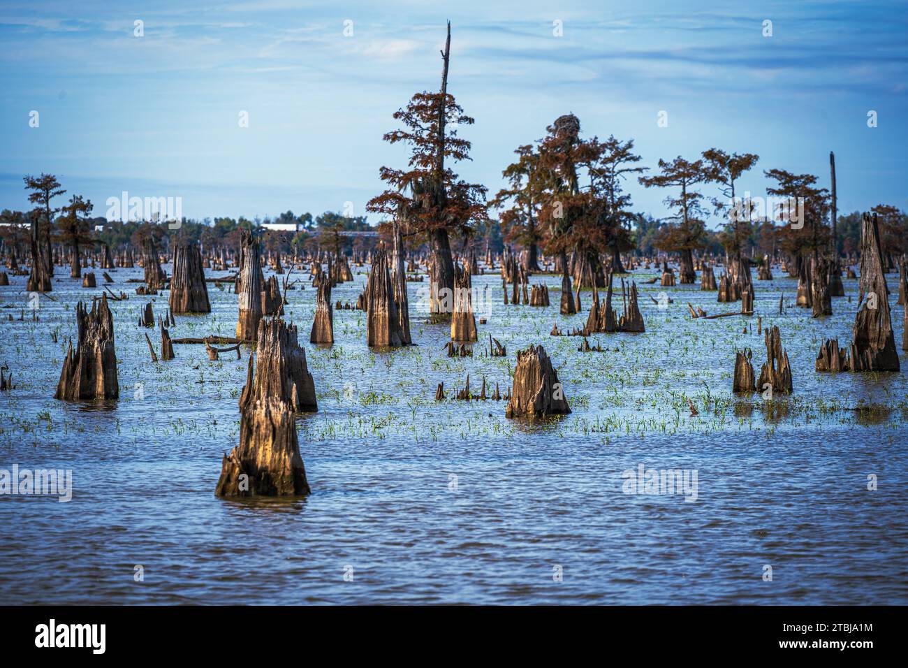A telephoto shot of hardwood tree stumps in the Atchafalaya, swamp. Stock Photo