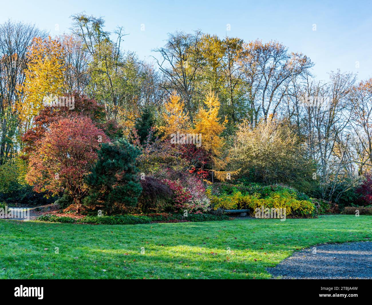 Trees in autumn at Kuboat Gardens in Seattle, Washington Stock Photo ...