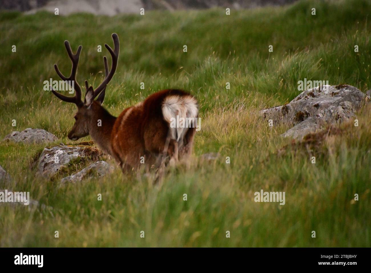 Sika deer in Glendalough National Park Stock Photo