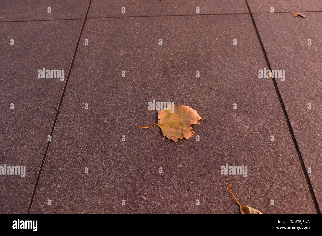 A fallen maple leaf on the ground Stock Photo