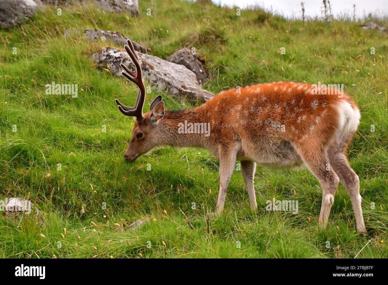 Sika deer in Glendalough National Park Stock Photo
