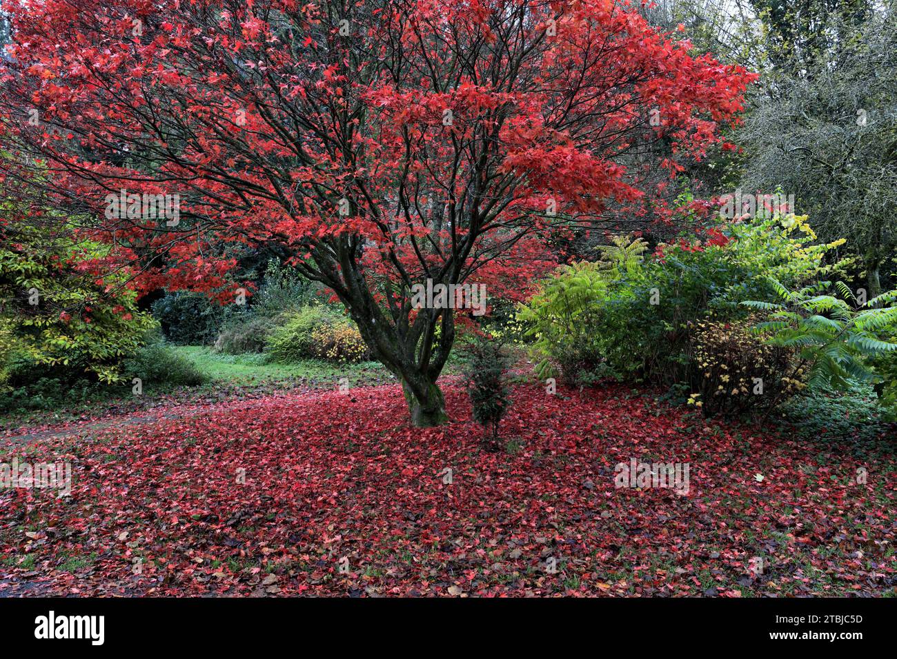 Autumn colours on a Red Acer tree, Mill Green Play Park, Dumfries town