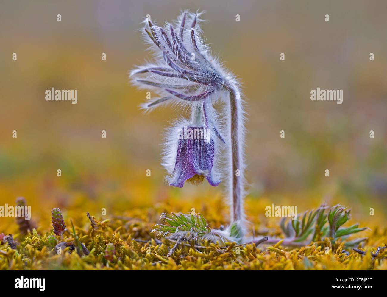 Small pasque flower (Pulsatilla pratensis / Anemone pratensis) flowering in spring, native to central and eastern Europe Stock Photo