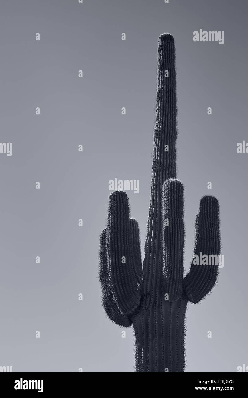 A saguaro cactus, Carnegiea gigantea, at Apache Junction, Arizona, USA Stock Photo