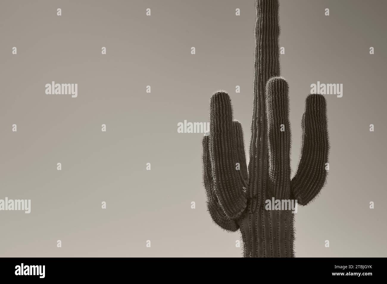A saguaro cactus, Carnegiea gigantea, at Apache Junction, Arizona, USA Stock Photo