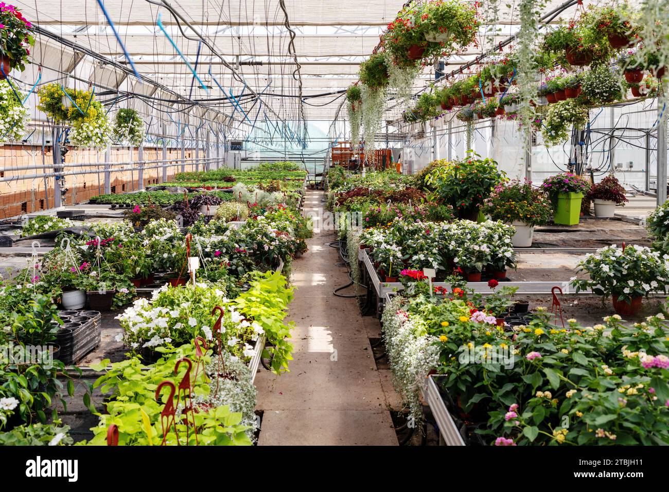 Plants nursery, inside of greenhouse Stock Photo Alamy