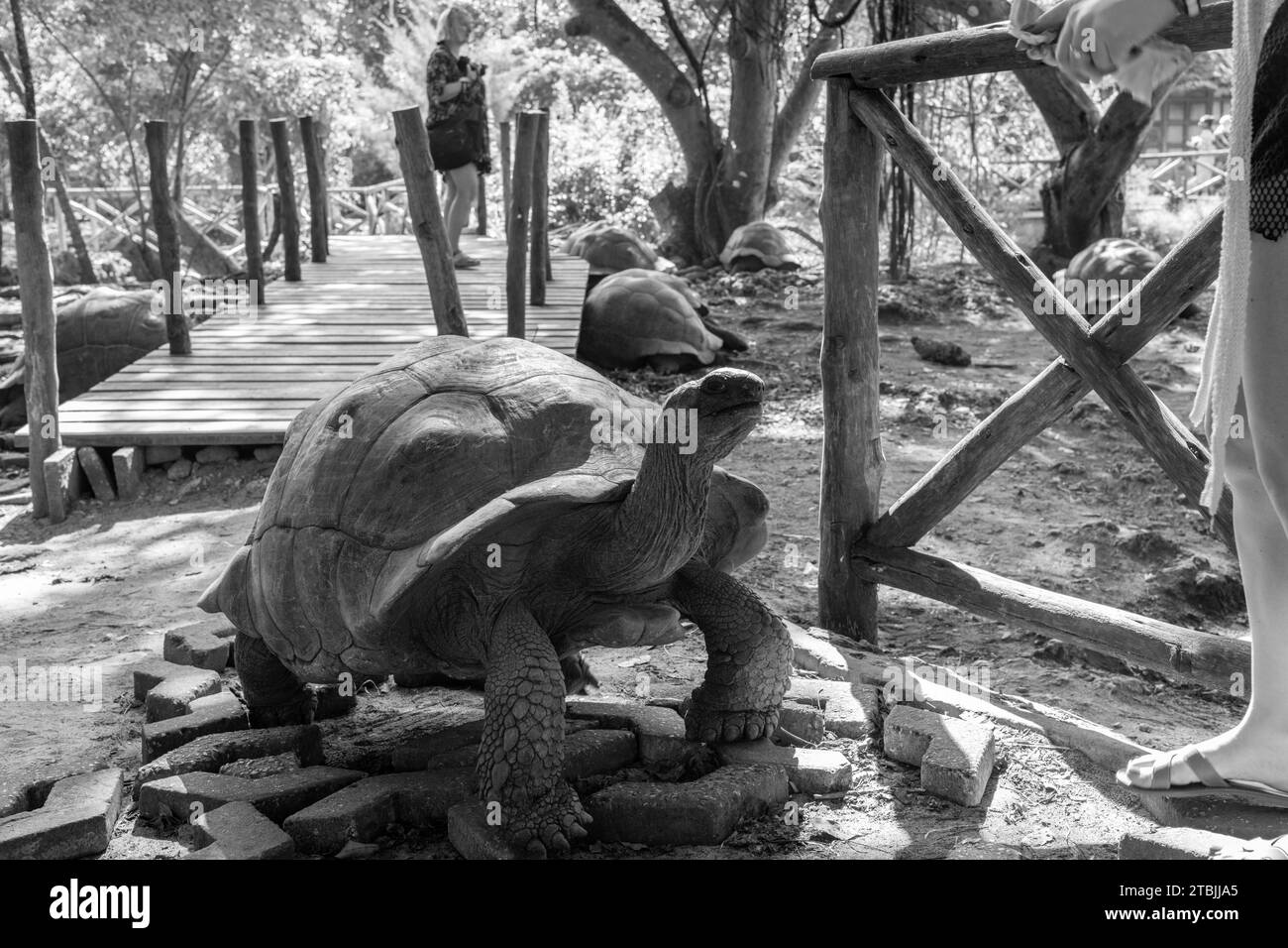 The gifted tortoises of Prison Island Zanzibar Stock Photo Alamy