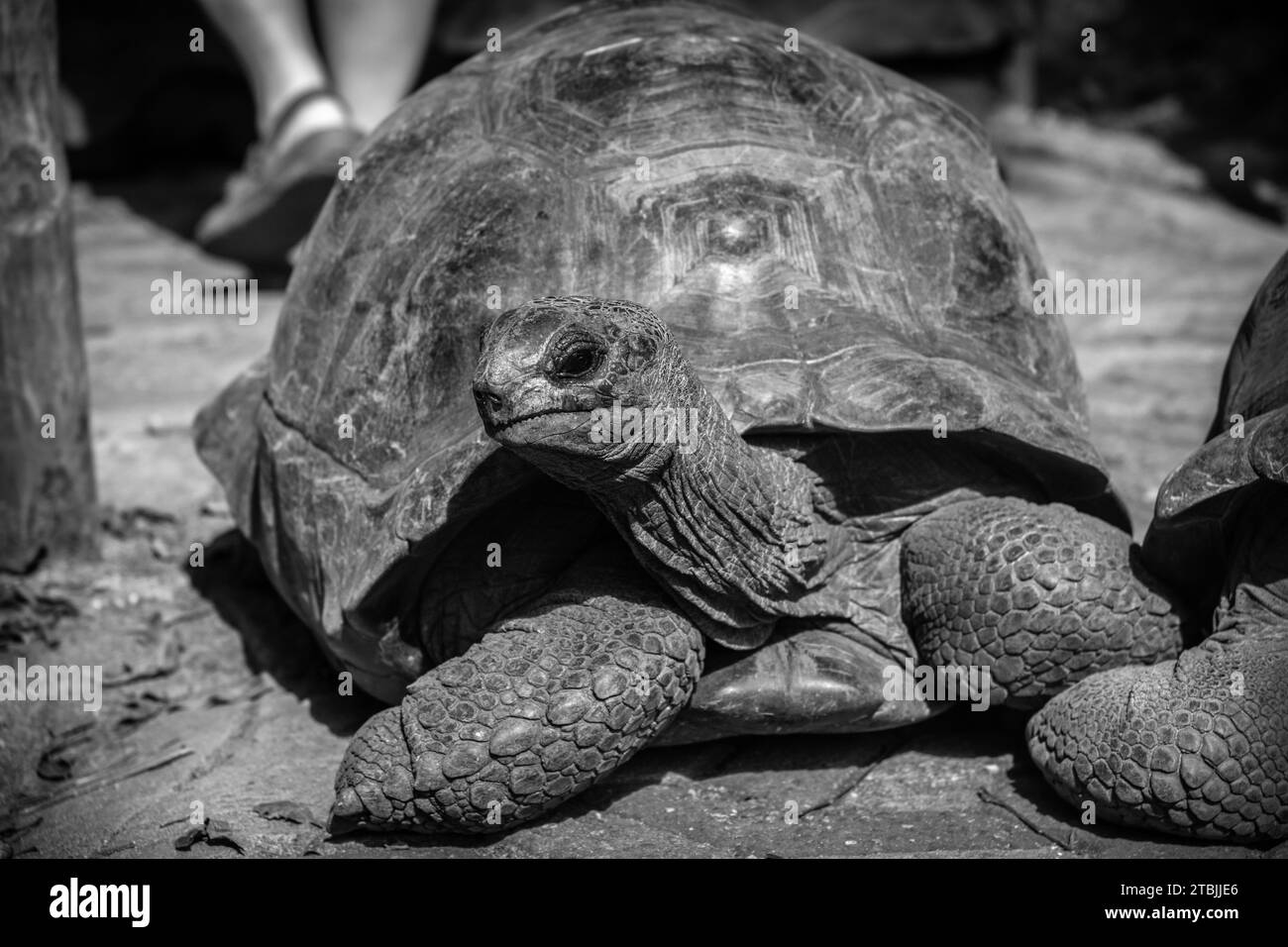 The gifted tortoises of Prison Island Zanzibar Stock Photo Alamy