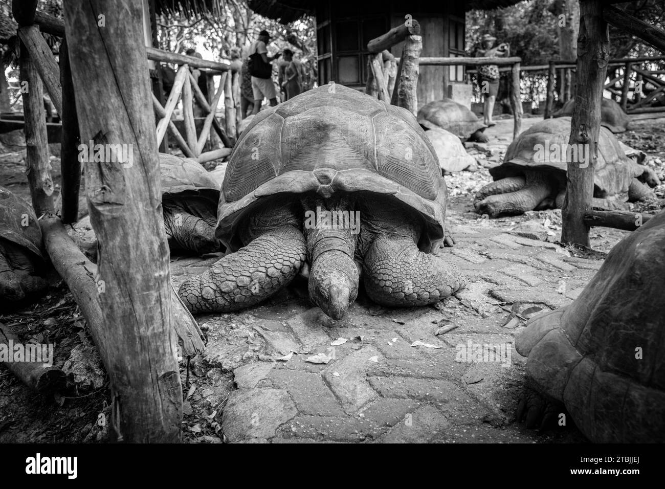 The gifted tortoises of Prison Island Zanzibar Stock Photo