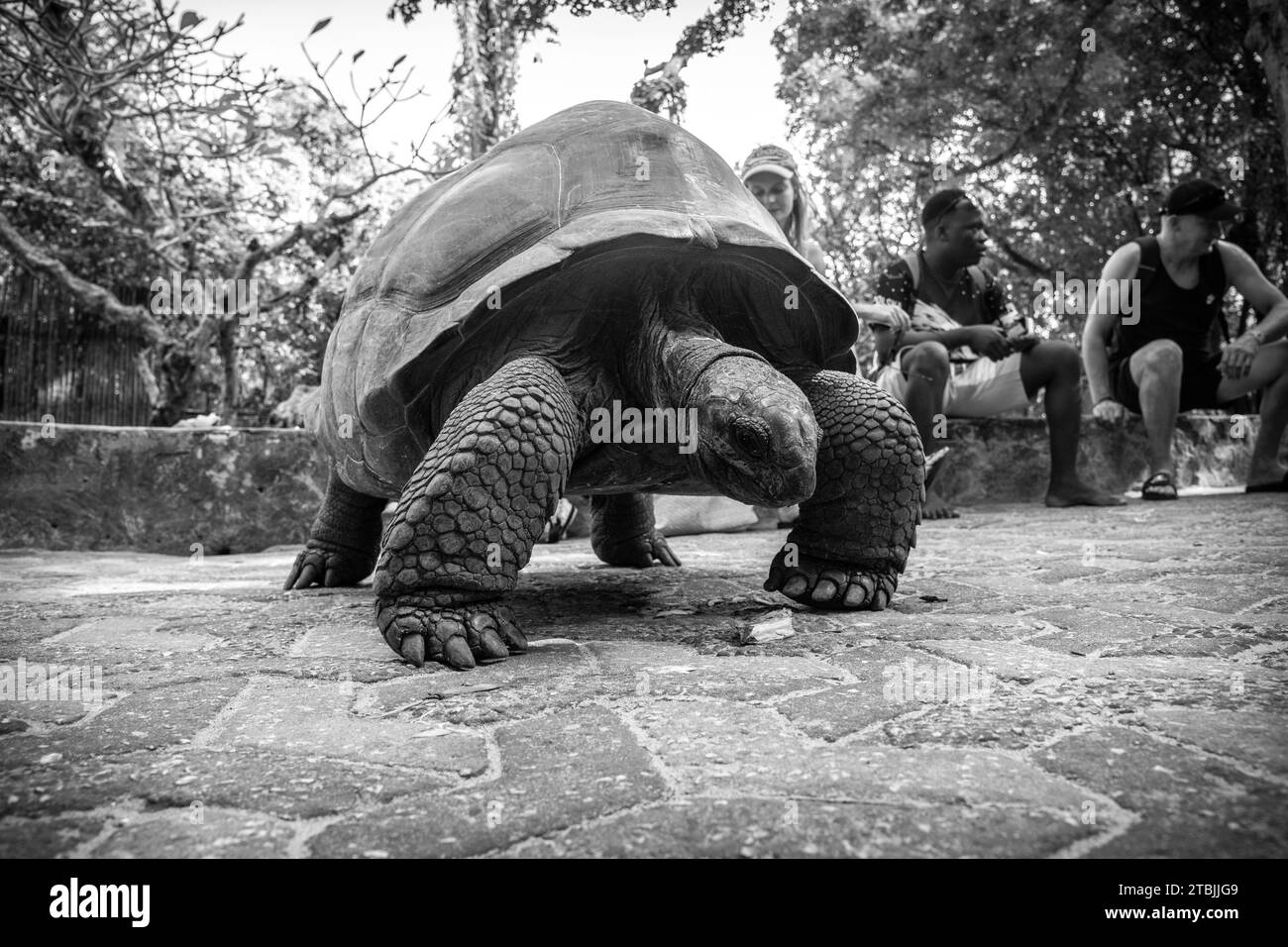 The gifted tortoises of Prison Island Zanzibar Stock Photo