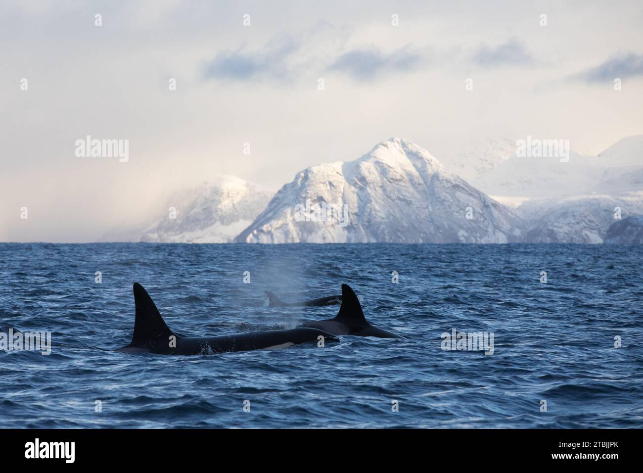 Orca (killer whale) swimming in the cold waters on Tromso, Norway. Stock Photo
