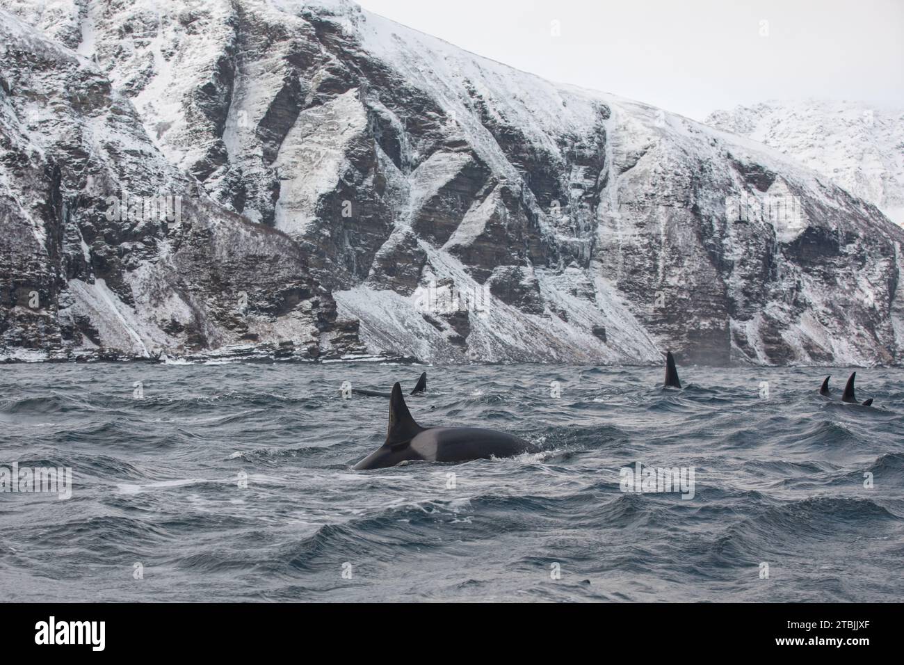 Orca (killer whale) swimming in the cold waters on Tromso, Norway. Stock Photo