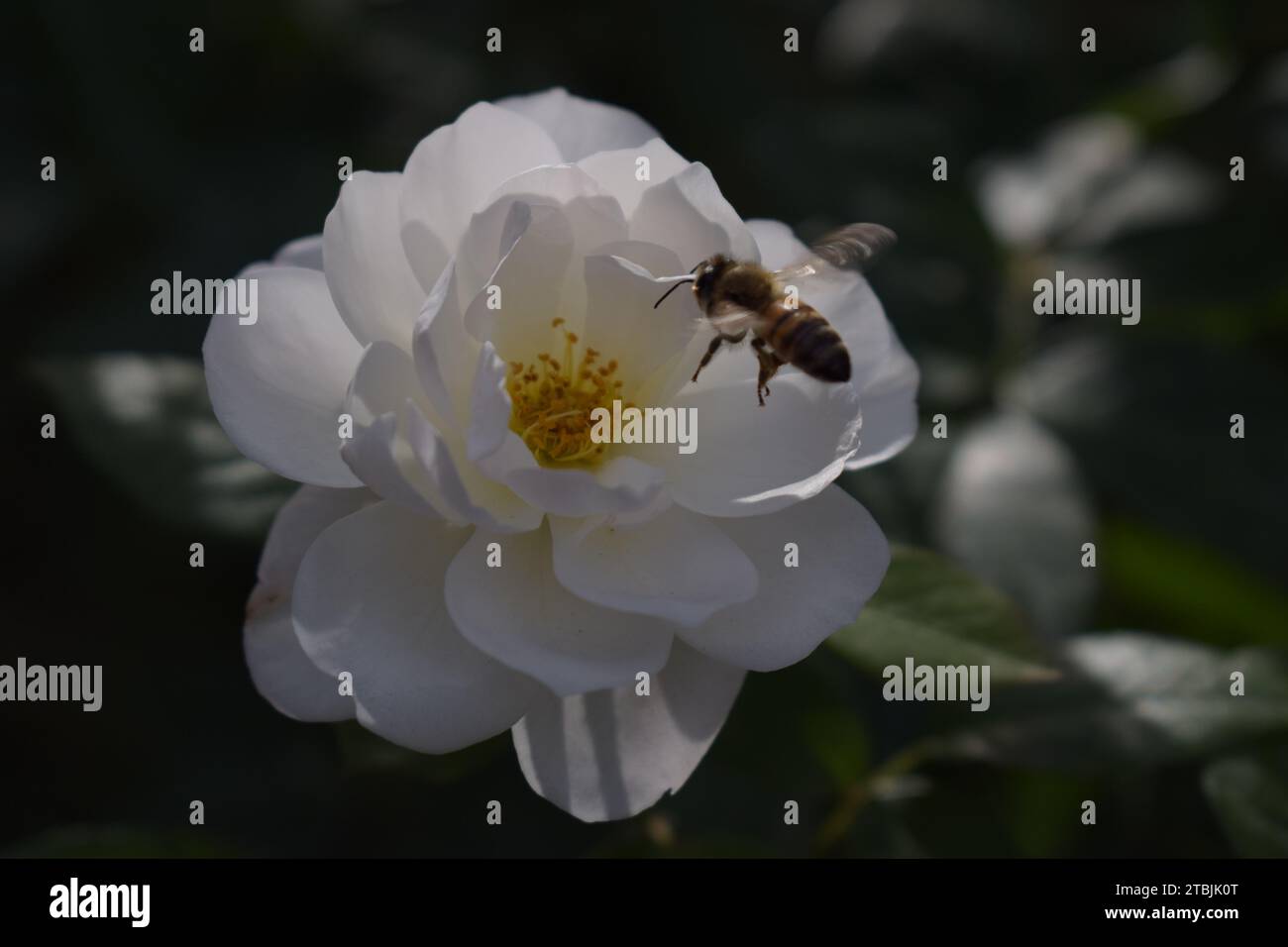 Honey bee and rose Stock Photo