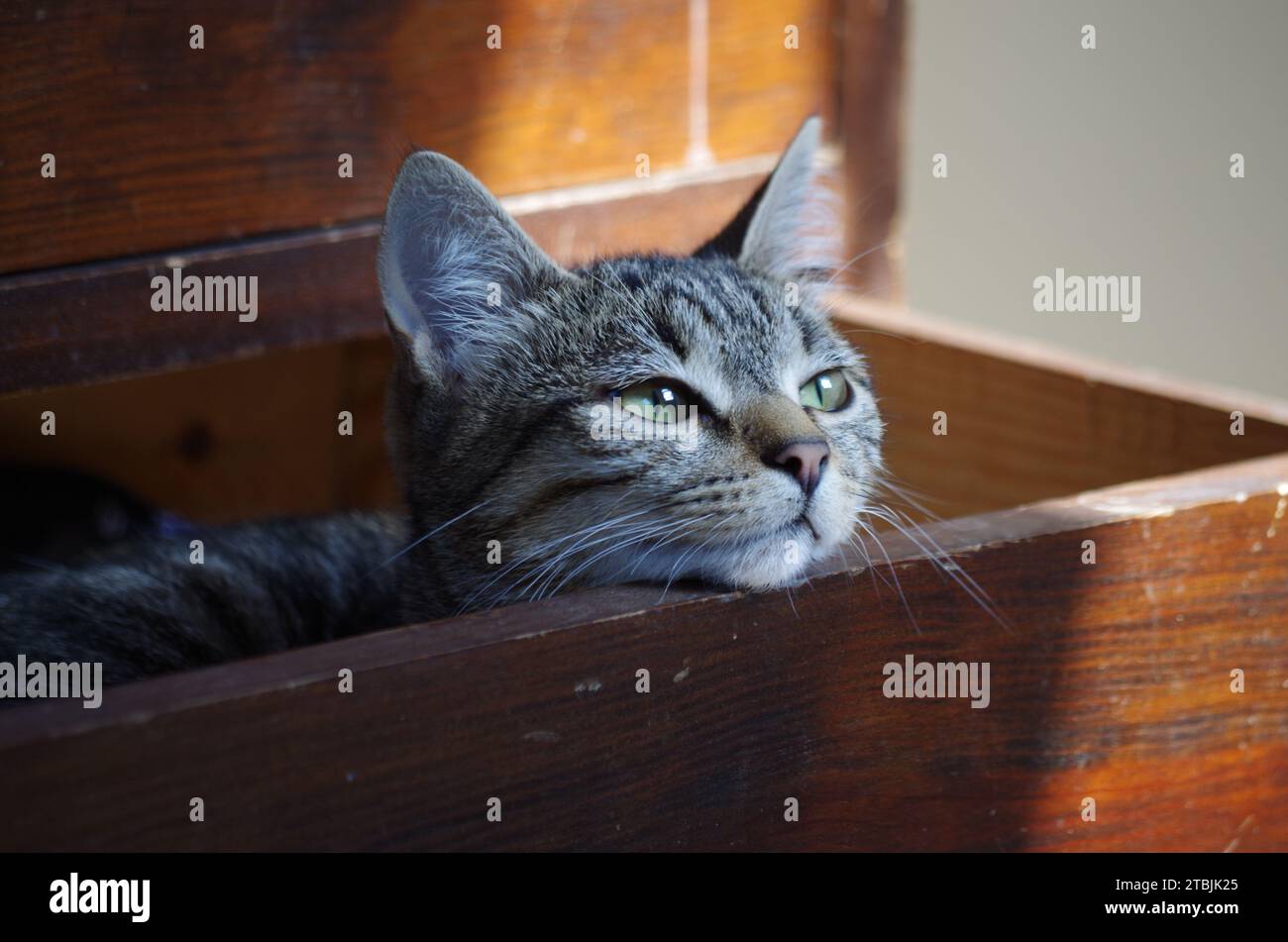 Adorable cat resting Stock Photo