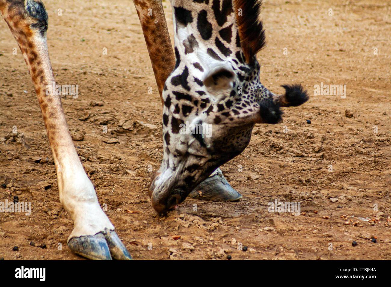 Masai giraffe bending down to graze on the ground, Giraffa