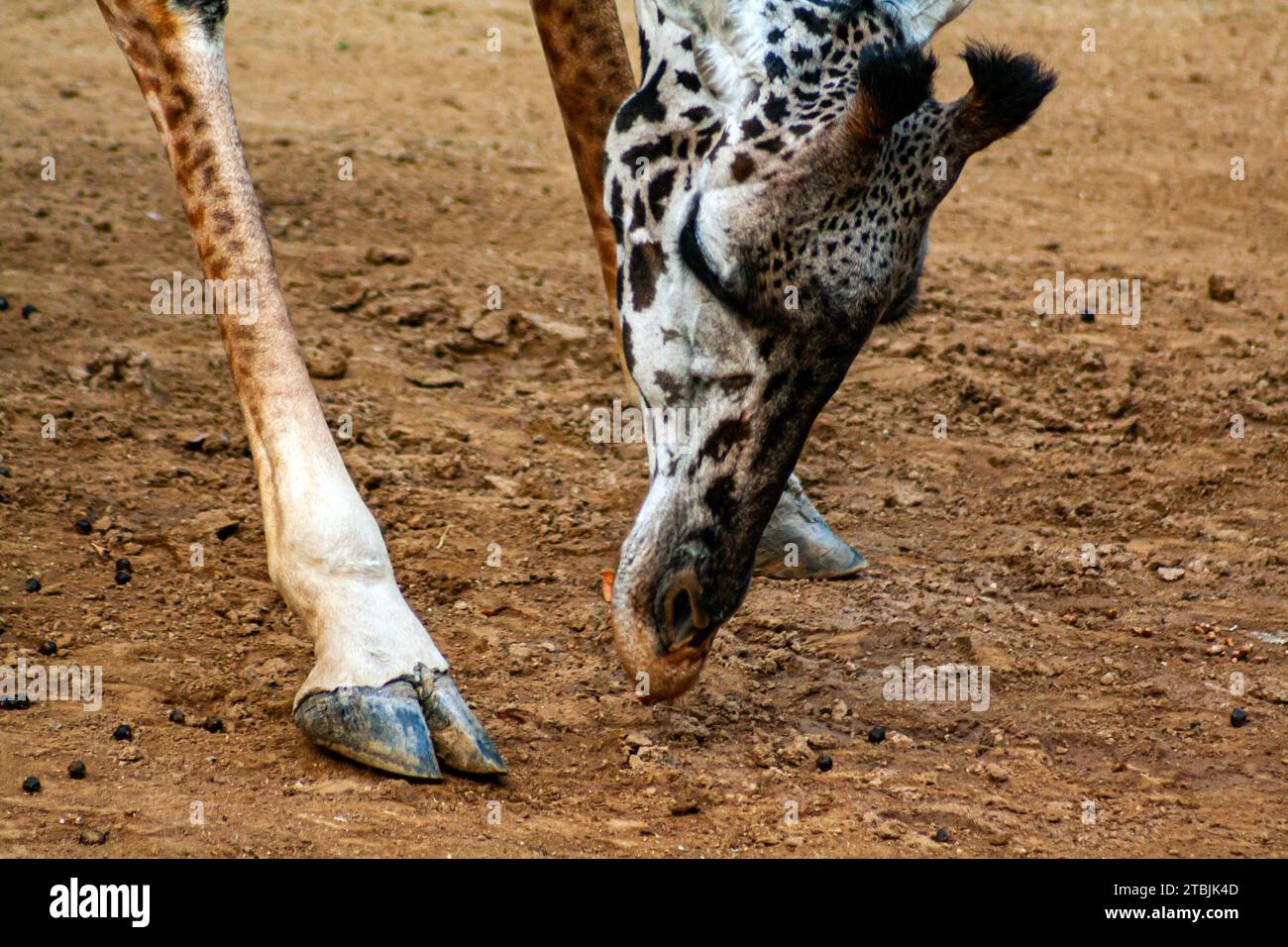 Masai giraffe bending down to graze on the ground, Giraffa