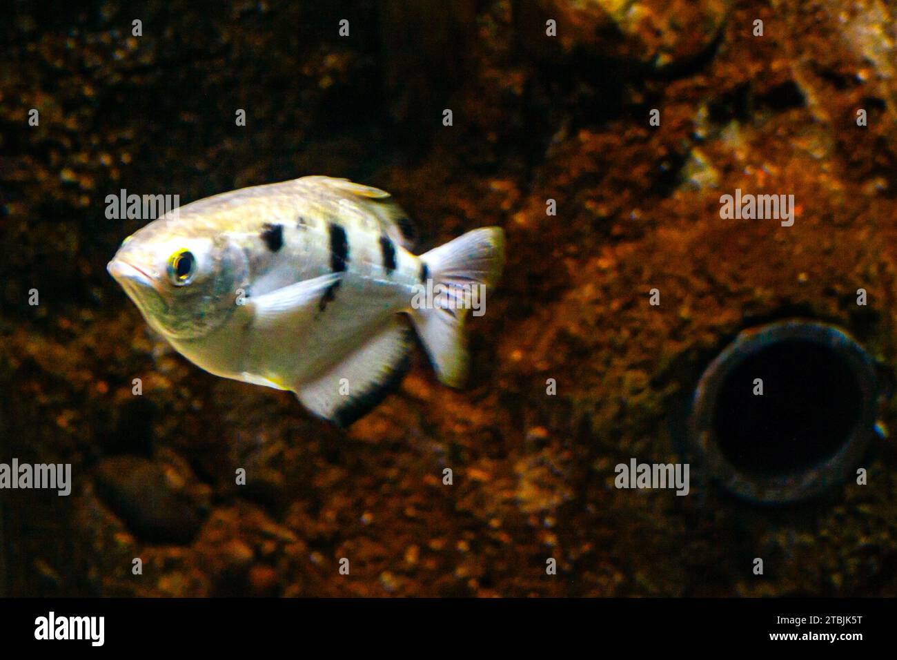 Banded archerfish, Toxotes jaculatrix Stock Photo