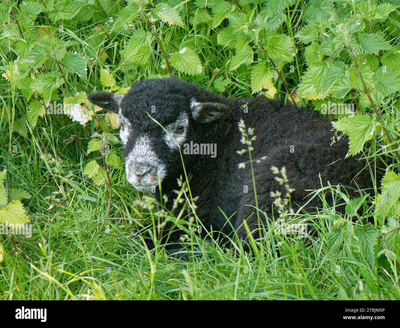 Herdwick sheep (Ovis aries) lamb resting among nettles on lush pastureland, Coombe Bisset Down, Cranborne Chase AONB, Wiltshire, UK, June. Stock Photo