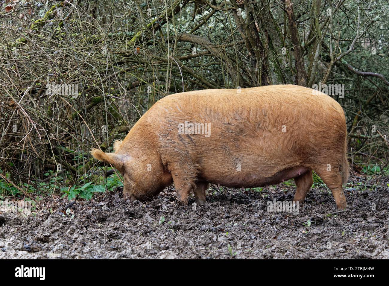 Tamworth pig (Sus domesticus) rooting with its snout for food including fallen acorns in muddy woodland, Knepp Estate, Sussex, UK, March. Stock Photo