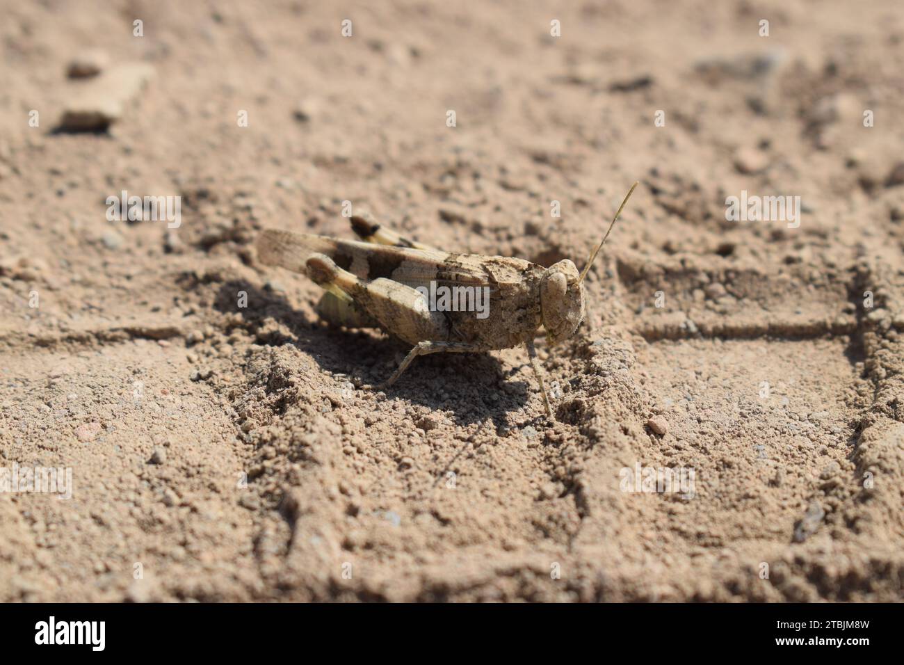 Grasshopper Stock Photo