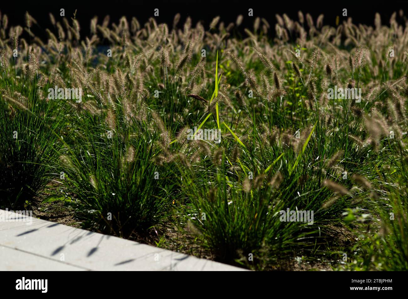 Zen-like scenery with a lighted green blade of grass in a cultivated grass garden Stock Photo