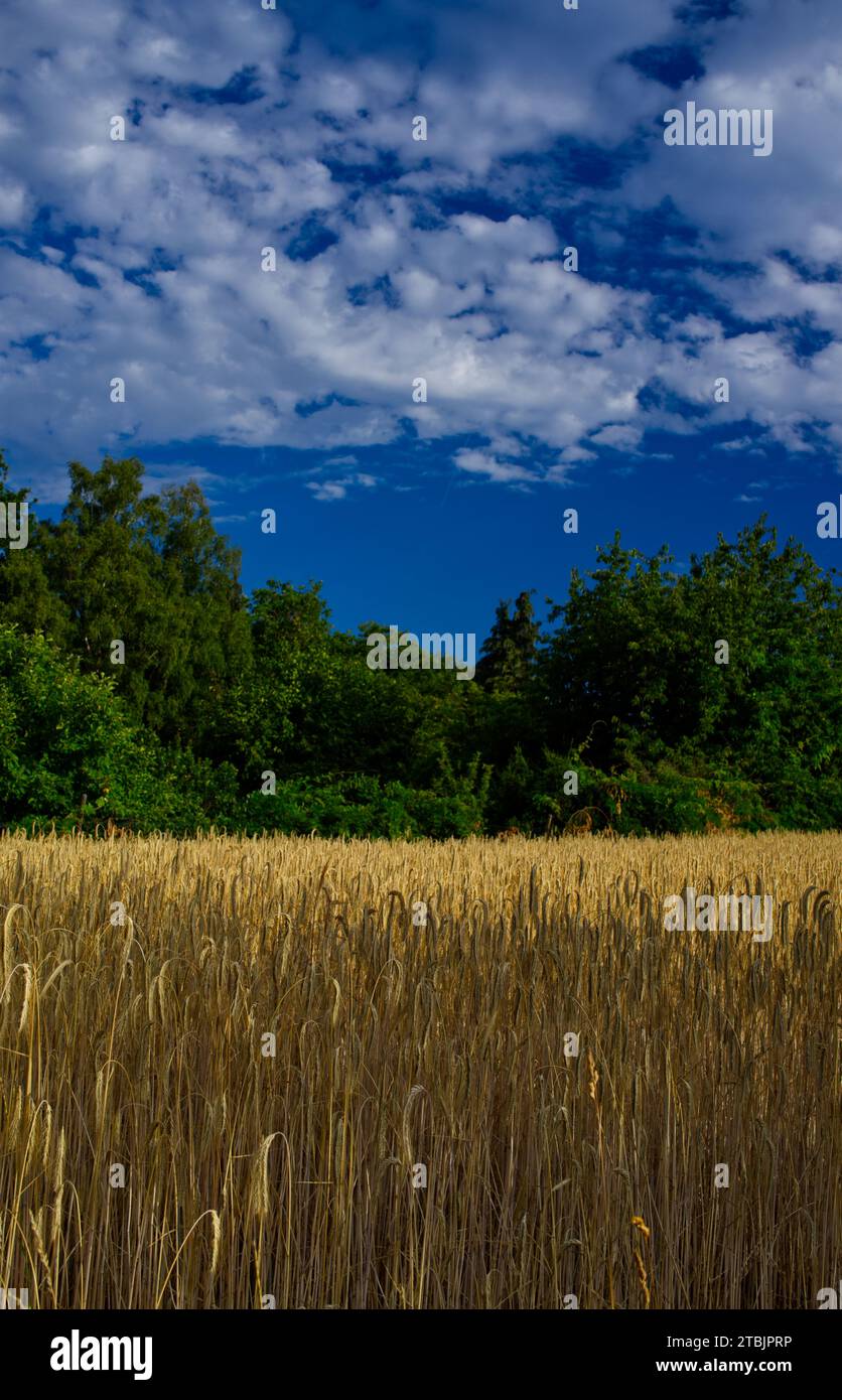 harmonious triad - golden grain field, green woodland, blue sky (central Europe cultural landscape) Stock Photo