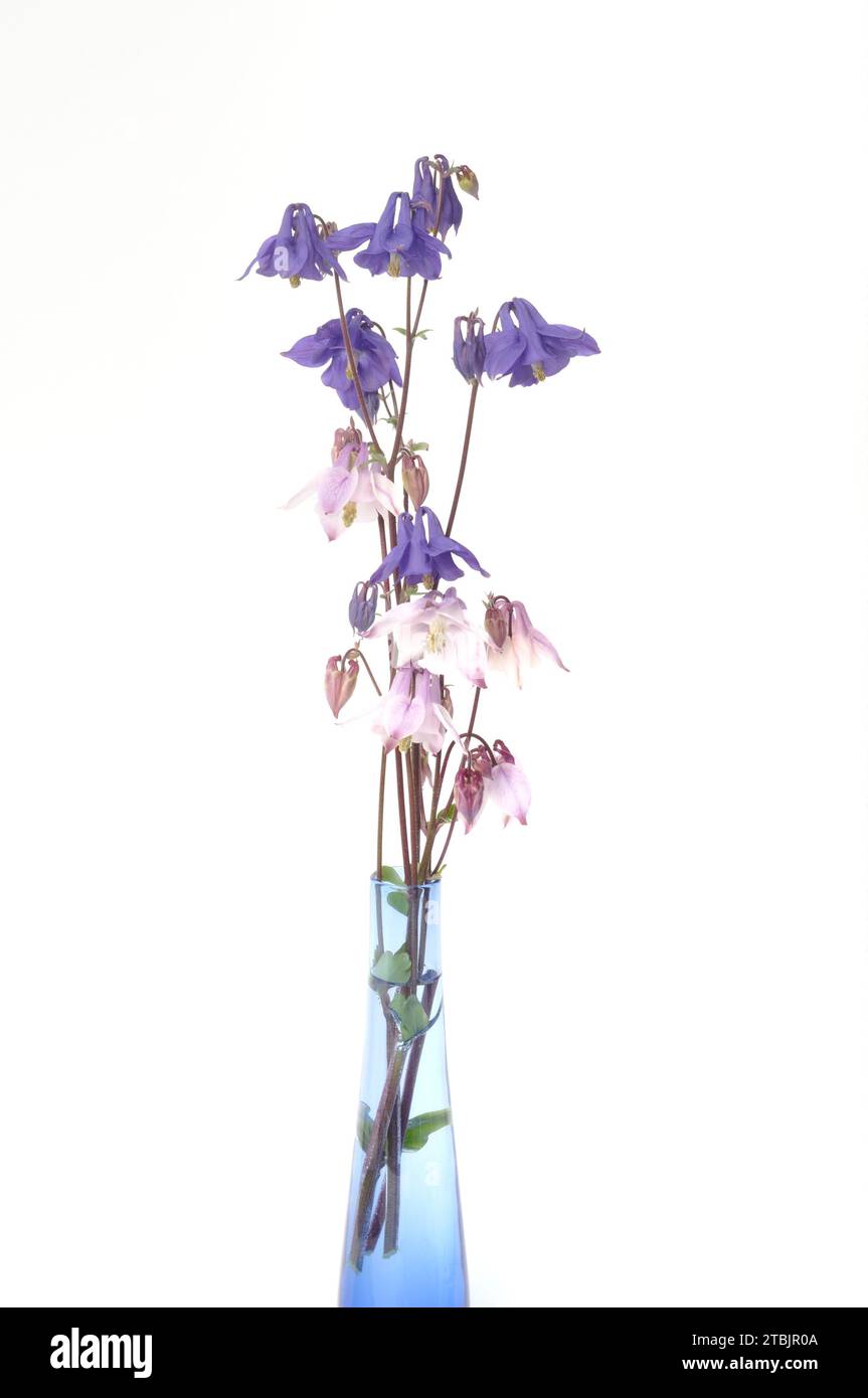 columbines on a white background Stock Photo