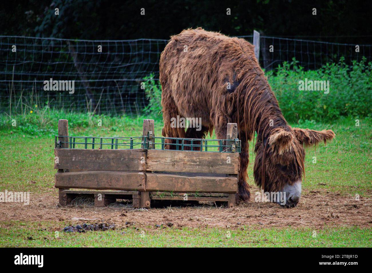 Wildlife animails in a small Zoo lookalike in Luxembourg. Stock Photo