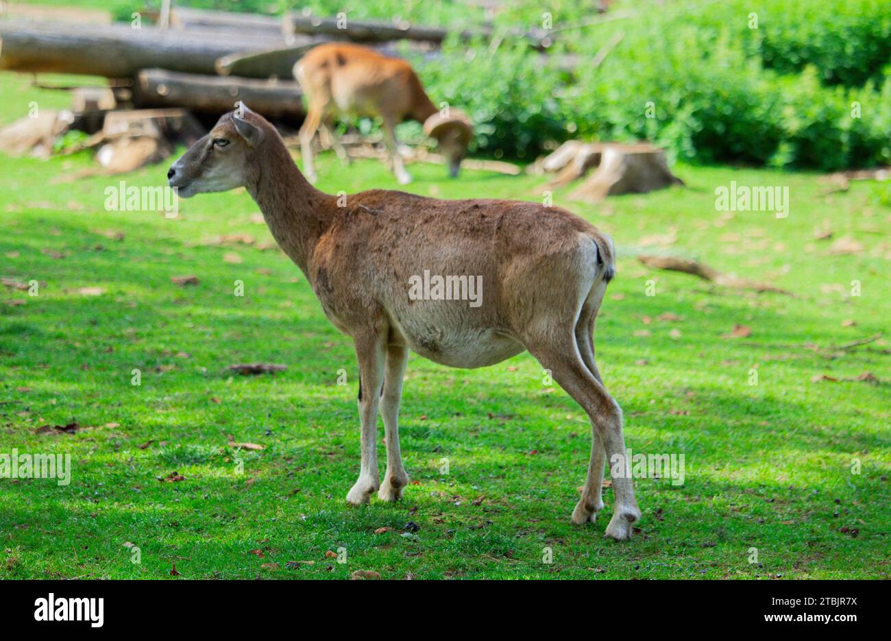 Wildlife animails in a small Zoo lookalike in Luxembourg. Stock Photo