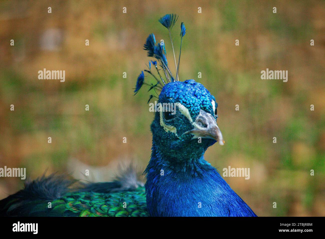 Wildlife visual data 4