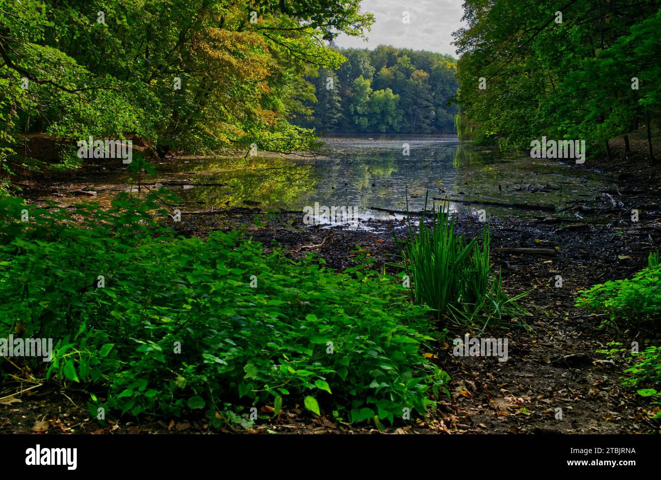 appealing scenery at a lakeshore of the Dietesheimer quarries (Mühlheim, Hesse, Germany) in green and autumnal colors Stock Photo