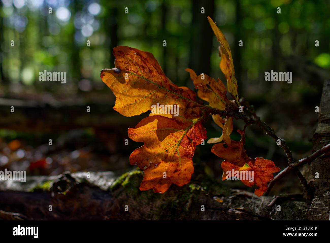 close-up view of oak leaves laying on the ground in bright orange and brown colors with blurred forest in the background Stock Photo